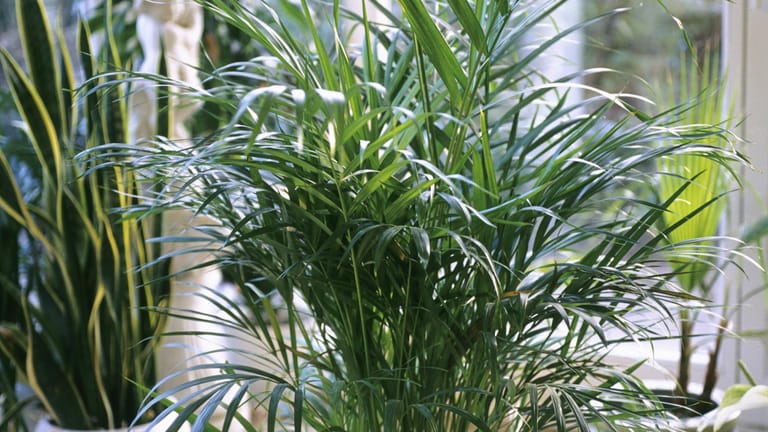 Goldfruchtpalme (Dypsis lutescens)