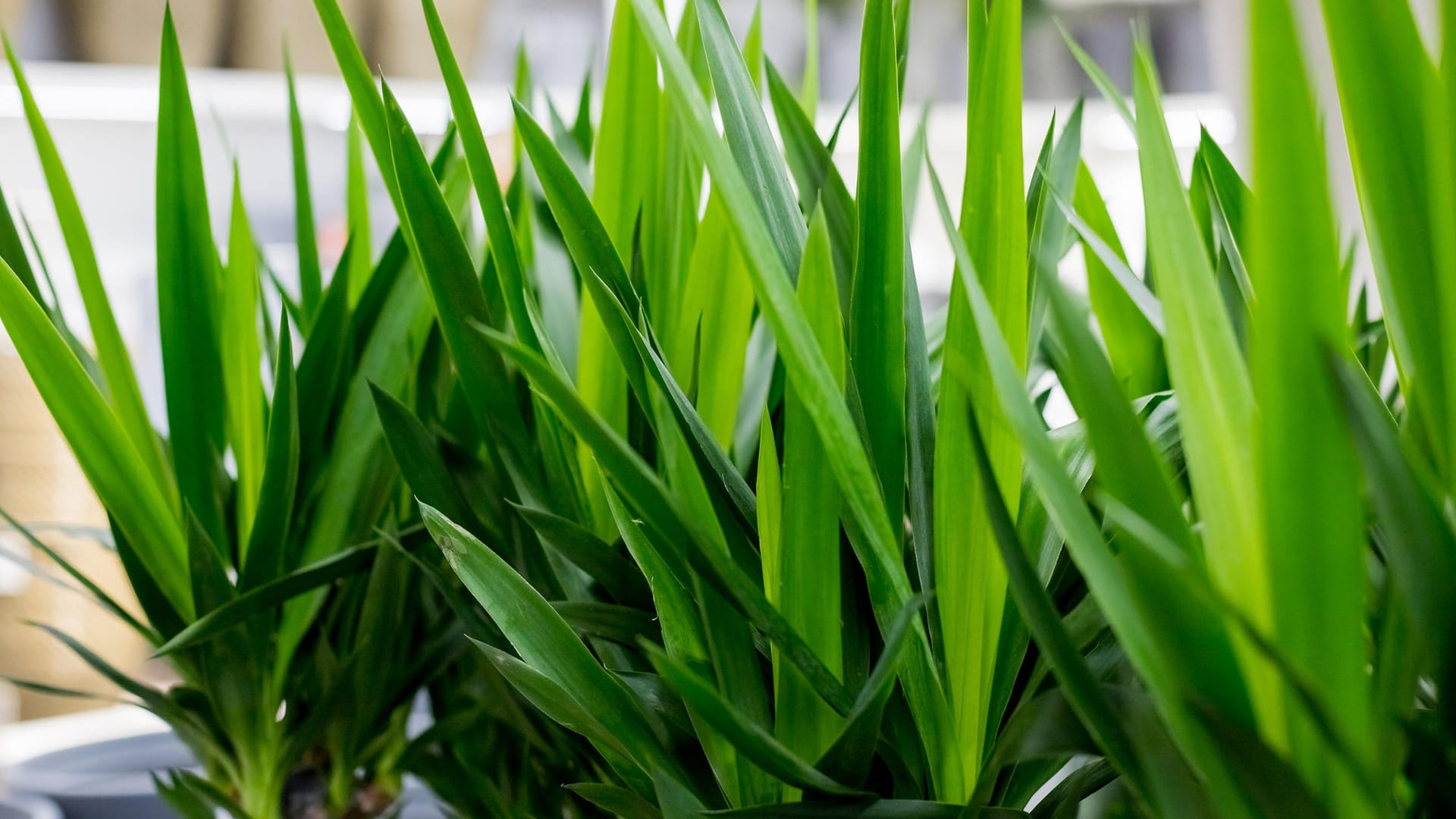 Yucca-Palme (Yucca elephantipes)