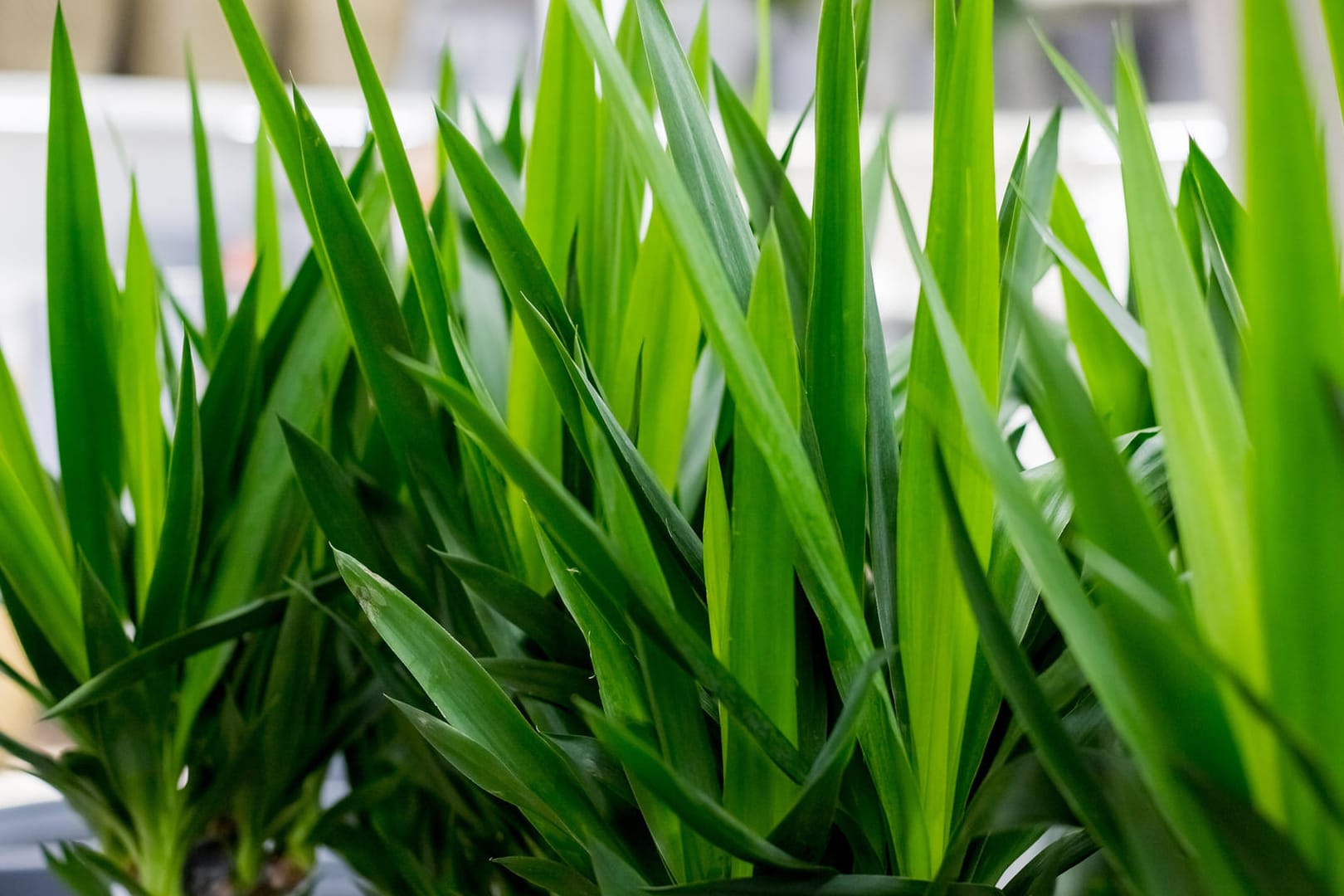 Yucca-Palme (Yucca elephantipes)