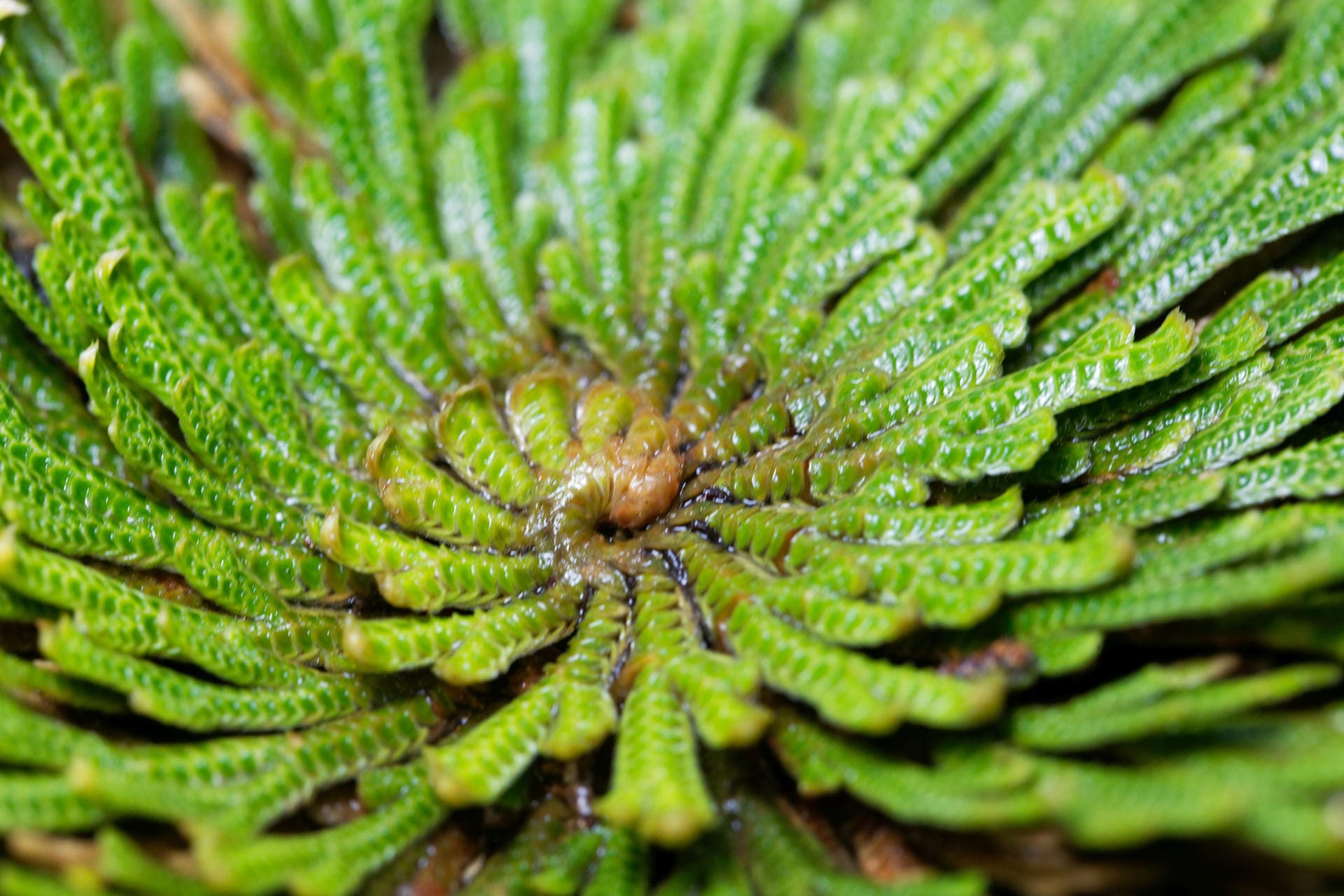 Rose von Jericho (Selaginella lepidophylla)