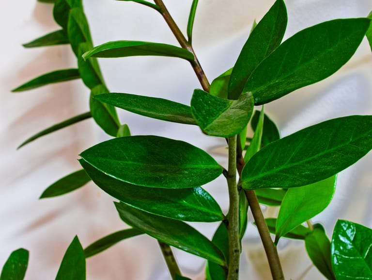 Glücksfeder (Zamioculcas zamiifolia)