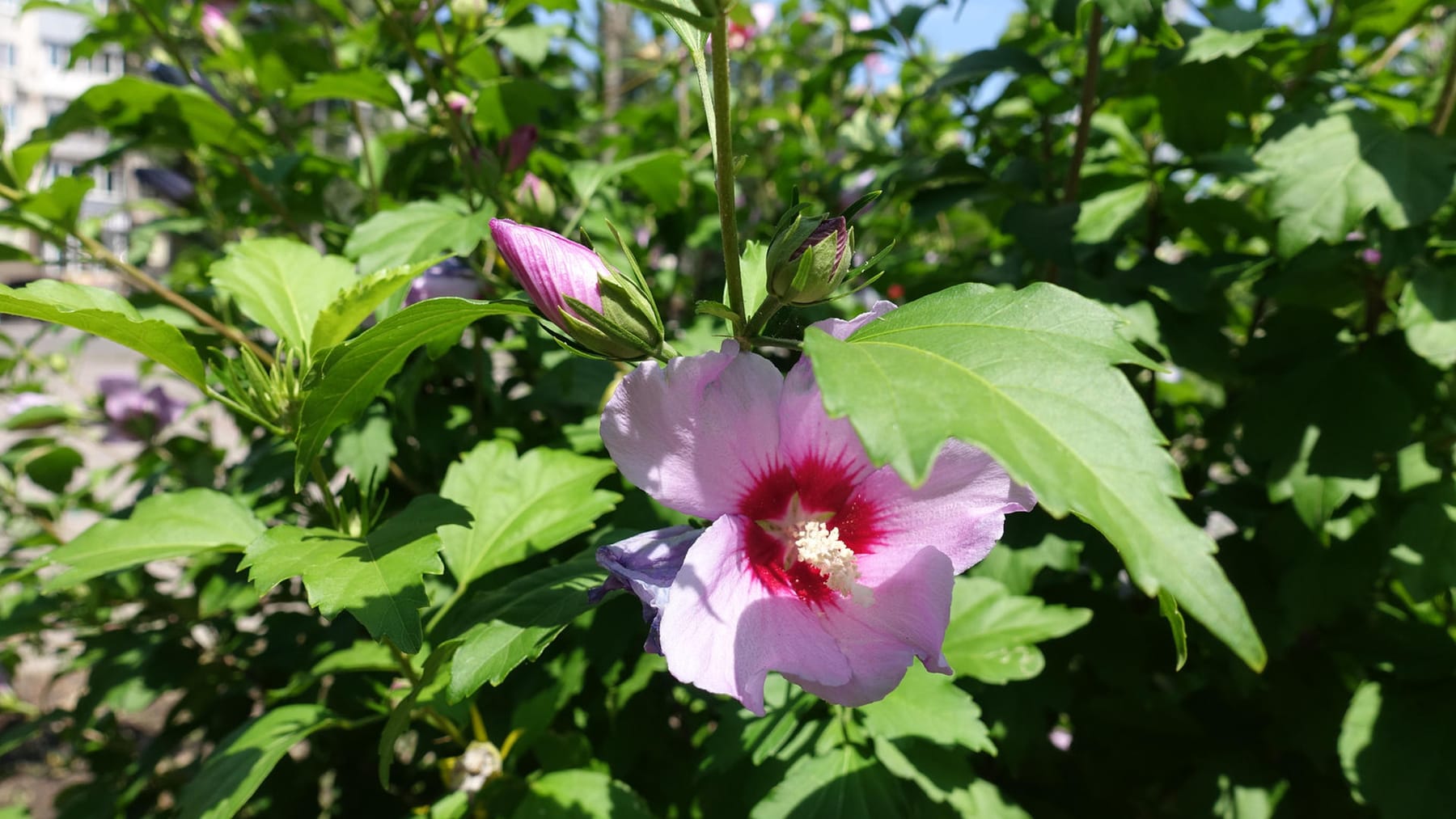 Hibiskus nach Anleitung richtig schneiden Wann und wie?