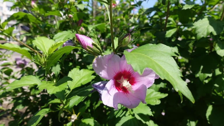 Garten-Eibisch (Hibiscus syriacus): Damit er im Sommer blüht, sollte er im Februar zurückgeschnitten werden.