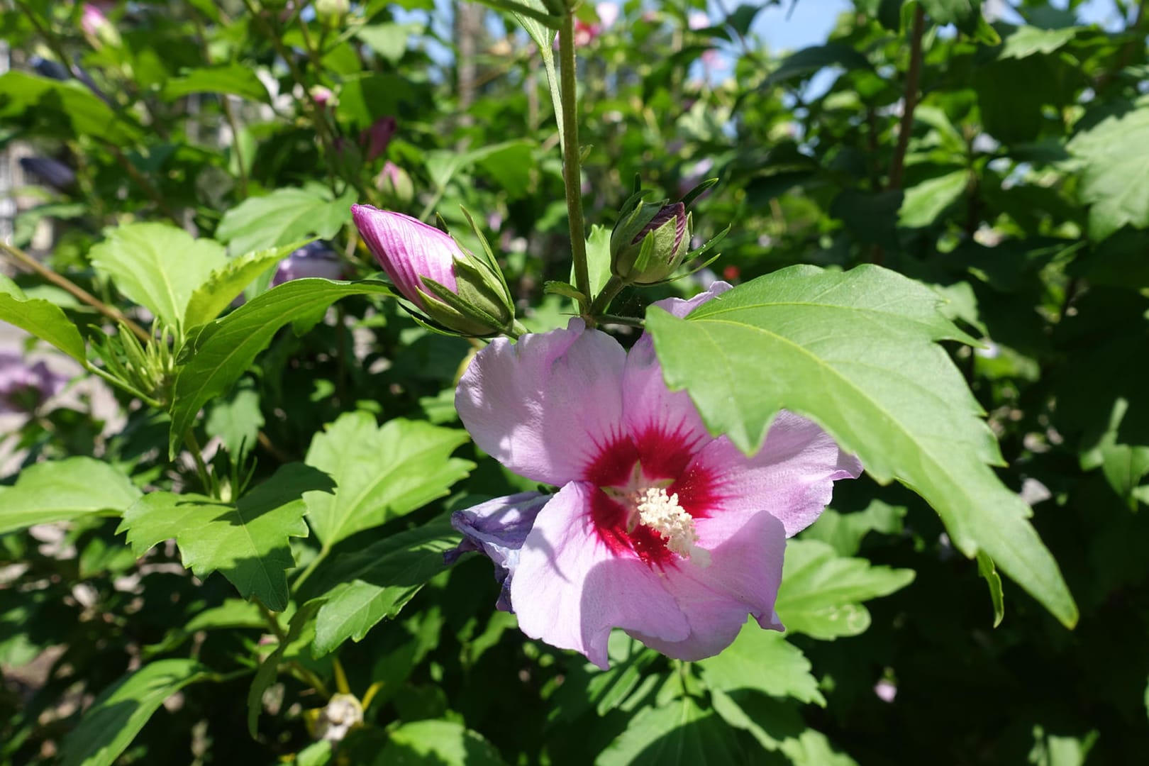 Garten-Eibisch (Hibiscus syriacus): Damit er im Sommer blüht, sollte er im Februar zurückgeschnitten werden.