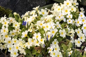 Kissenprimeln (Primula vulgaris): Sie blühen von Februar bis April.