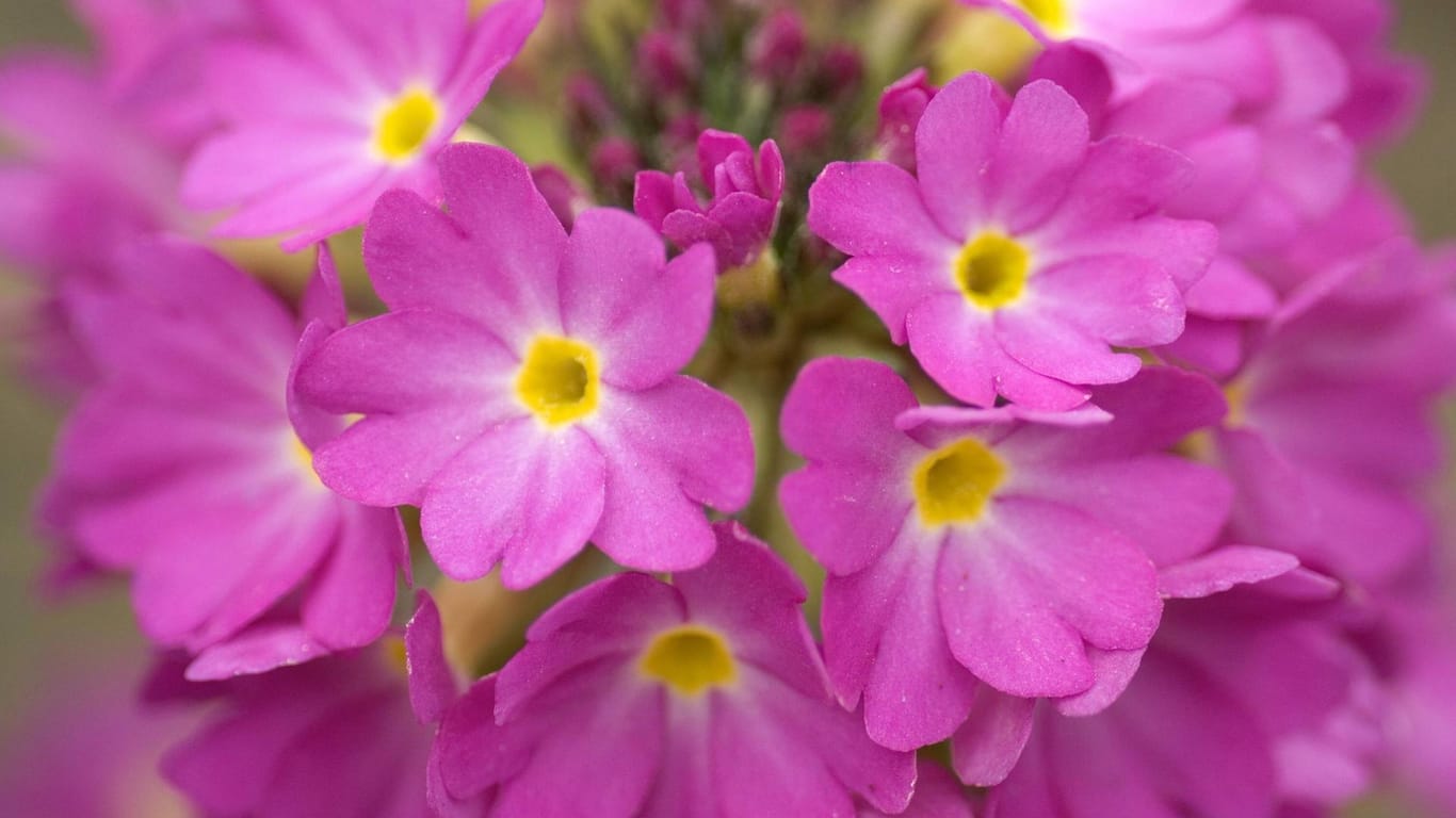 Becherprimel (Primula obconica): Sie wächst zwischen zehn und 20 Zentimetern in die Höhe.