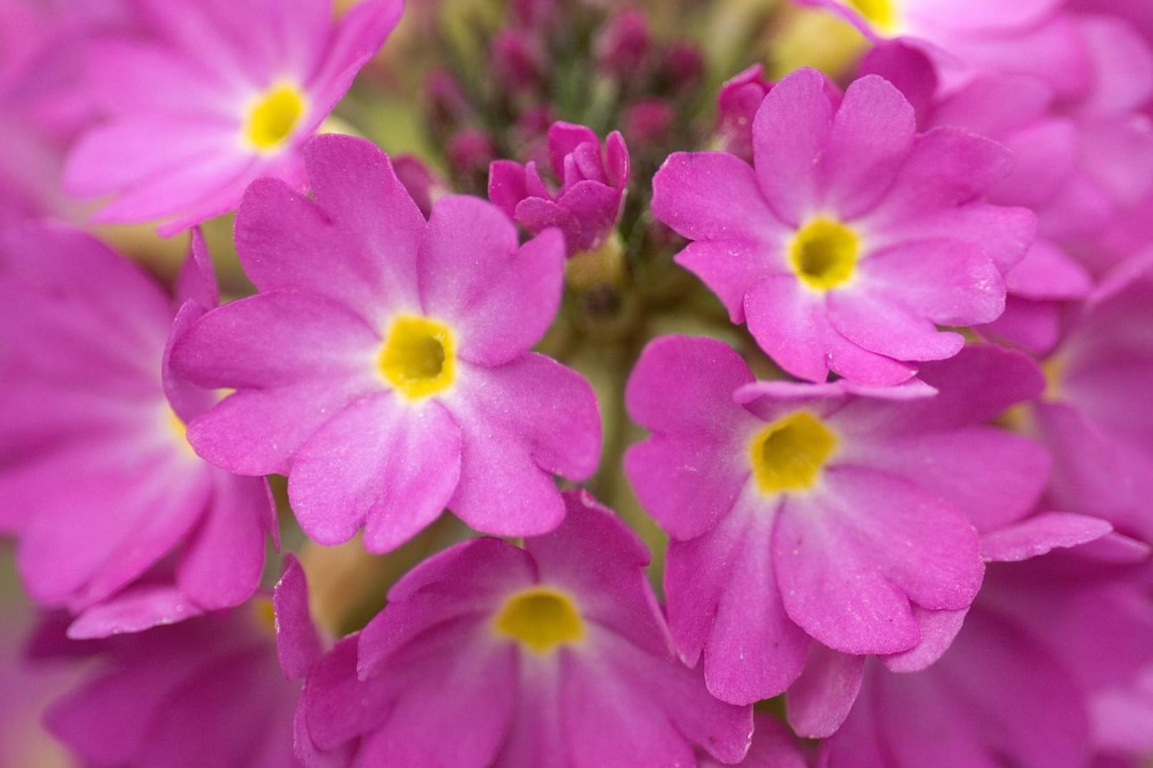 Becherprimel (Primula obconica): Sie wächst zwischen zehn und 20 Zentimetern in die Höhe.