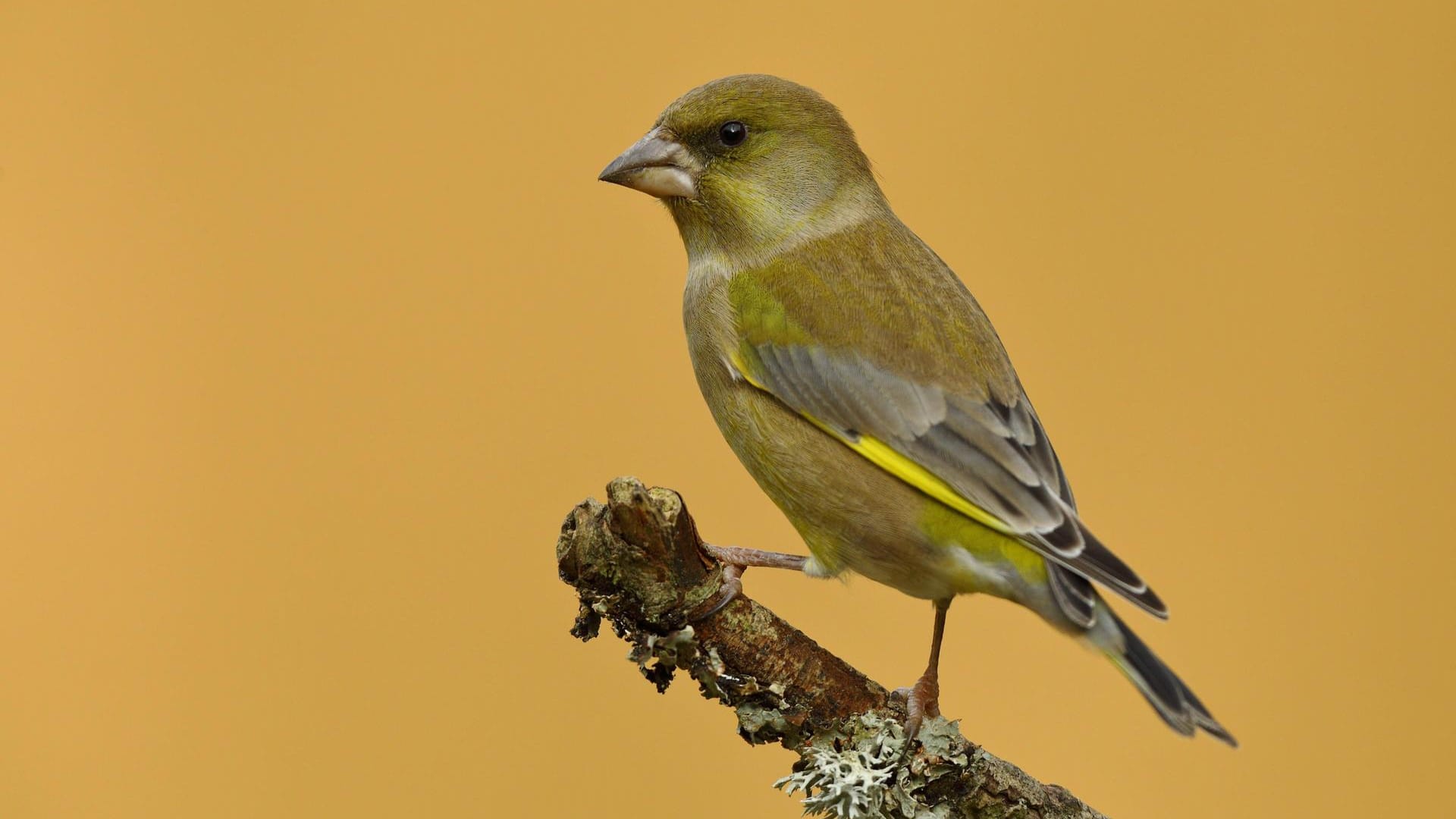 Grünfink (Carduelis chloris): Er hat Gemeinsamkeiten mit dem Erlenzeisig-Männchen.