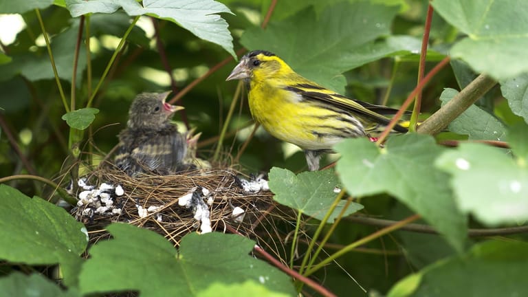 Erlenzeisig (Carduelis spinus): Das Männchen sitzt am Nest mit den Jungvögeln.