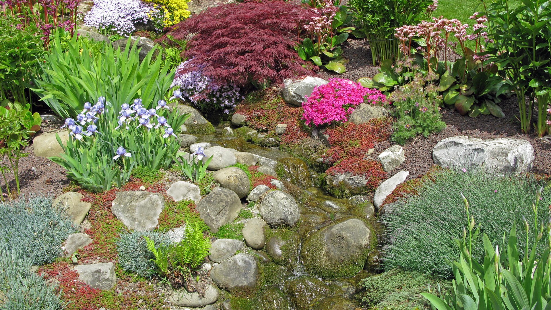 Steingarten: Sedum und Bartnelke überwuchern die Steine. Schwertlilie, Bergenie und Japanischer Ahorn dominieren als Fixpunkte.