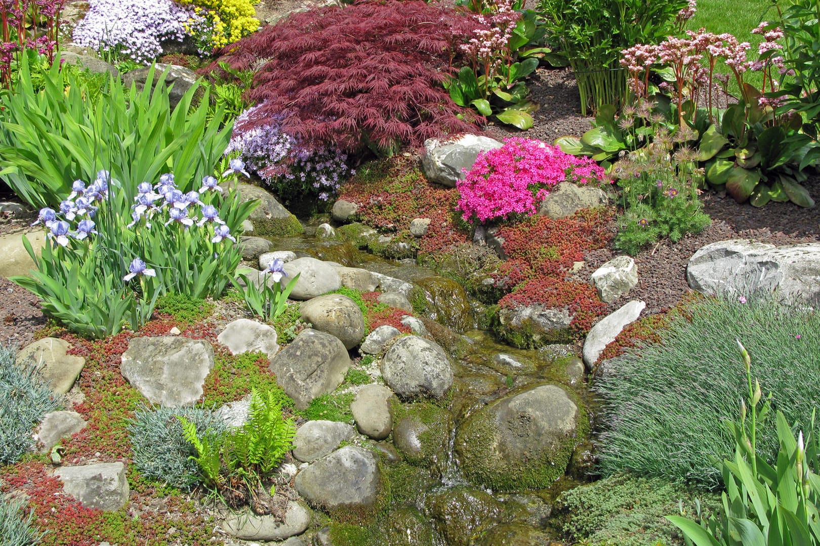 Steingarten: Sedum und Bartnelke überwuchern die Steine. Schwertlilie, Bergenie und Japanischer Ahorn dominieren als Fixpunkte.