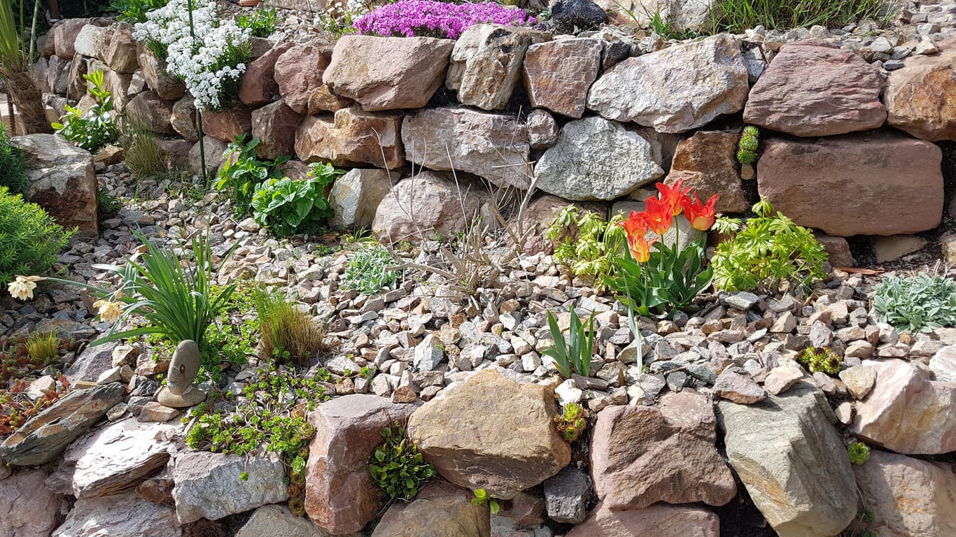 Trockenmauer: Ein idealer Lebensraum für alpine Pflanzen und nützliche Tiere.