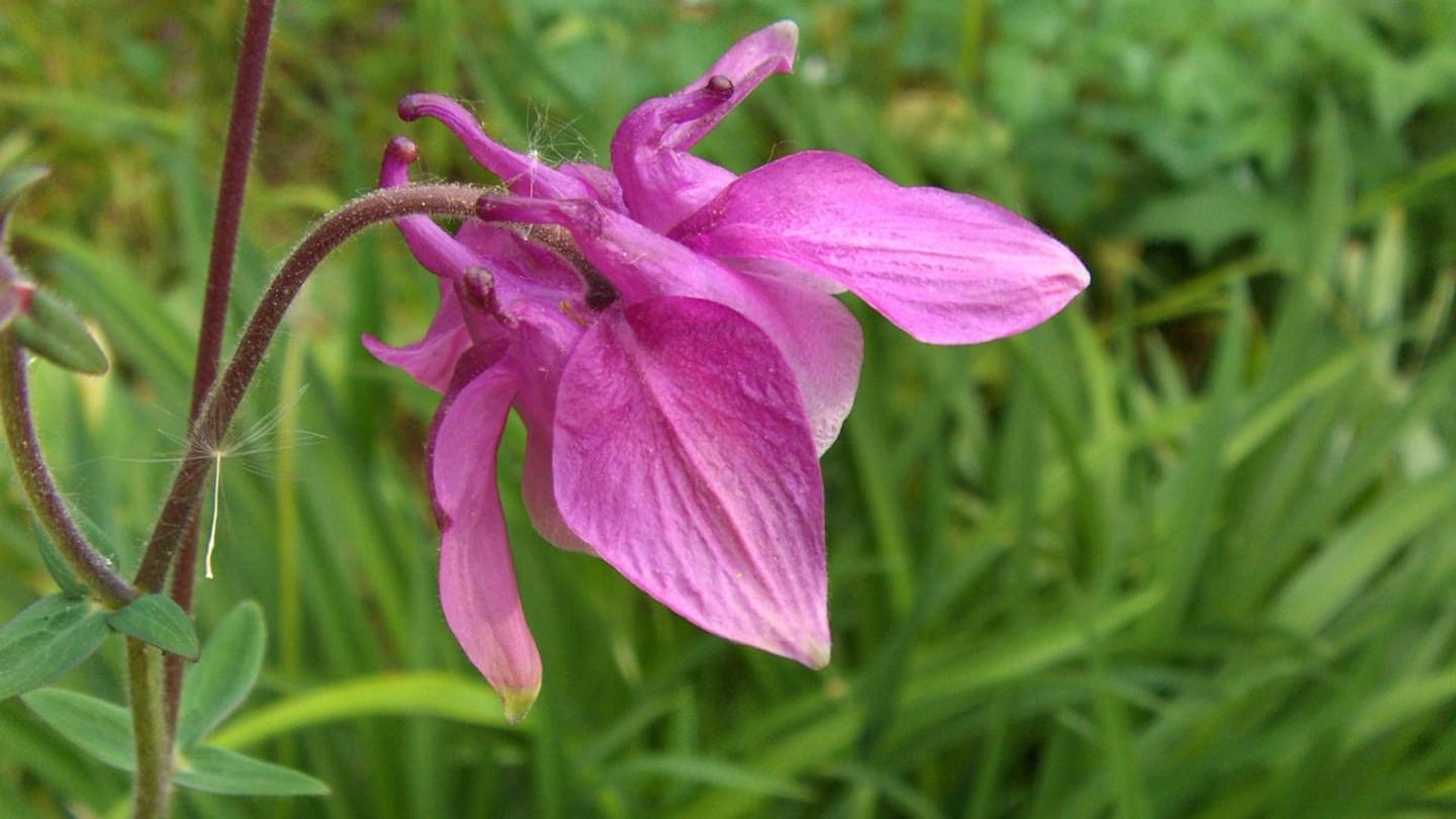 Gartenakelei (Aquilegia caerulea): Ihre Hybriden (Kreuzungen) gehören zu den höheren Akeleien.