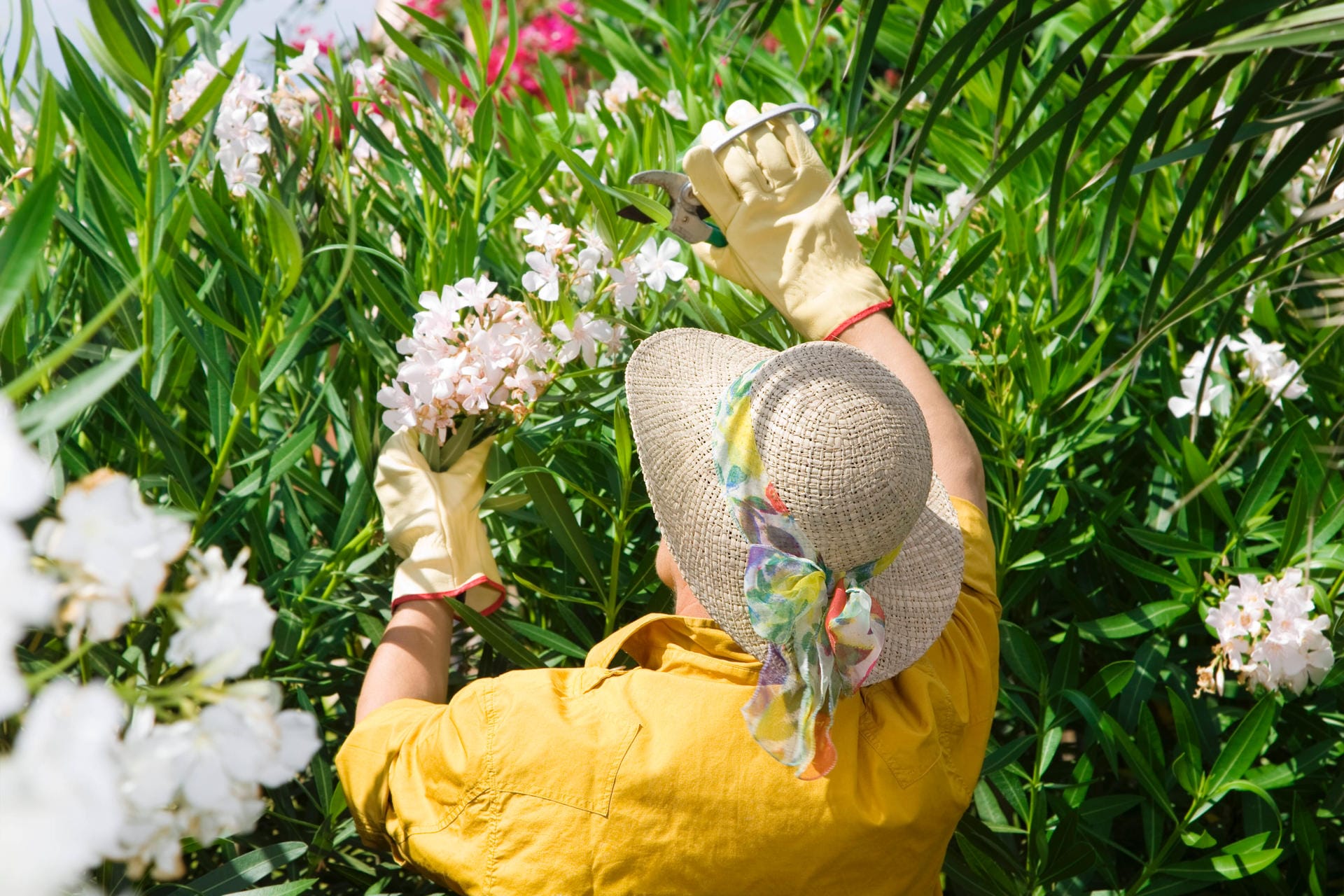 Bei Oleander sollte der jährliche Rückschnitt bevorzugt zwischen Frühjahr und Sommer erfolgen.
