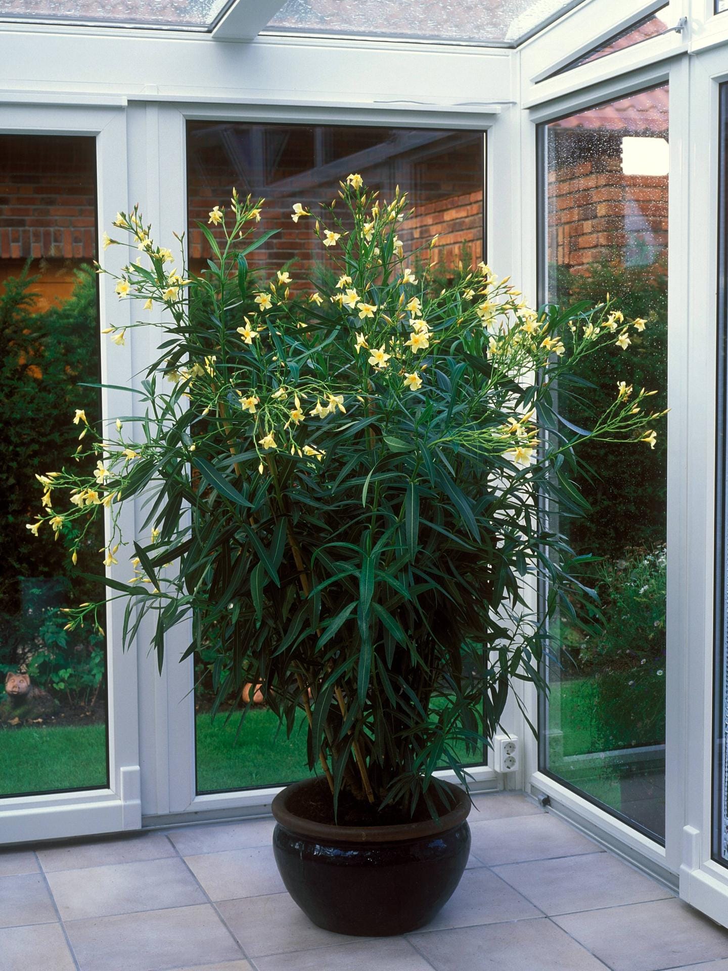 Wenn es dauerhaft kalt wird, muss der Oleander in ein helles und kühles Winterquartier gebracht werden.