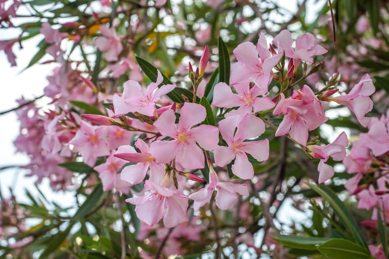 Oleander hat einen besonders hohen Nährstoffbedarf und sollte daher schon zu Saisonbeginn nach dem Ausräumen ausreichend mit einem Langzeitdünger versorgt werden.