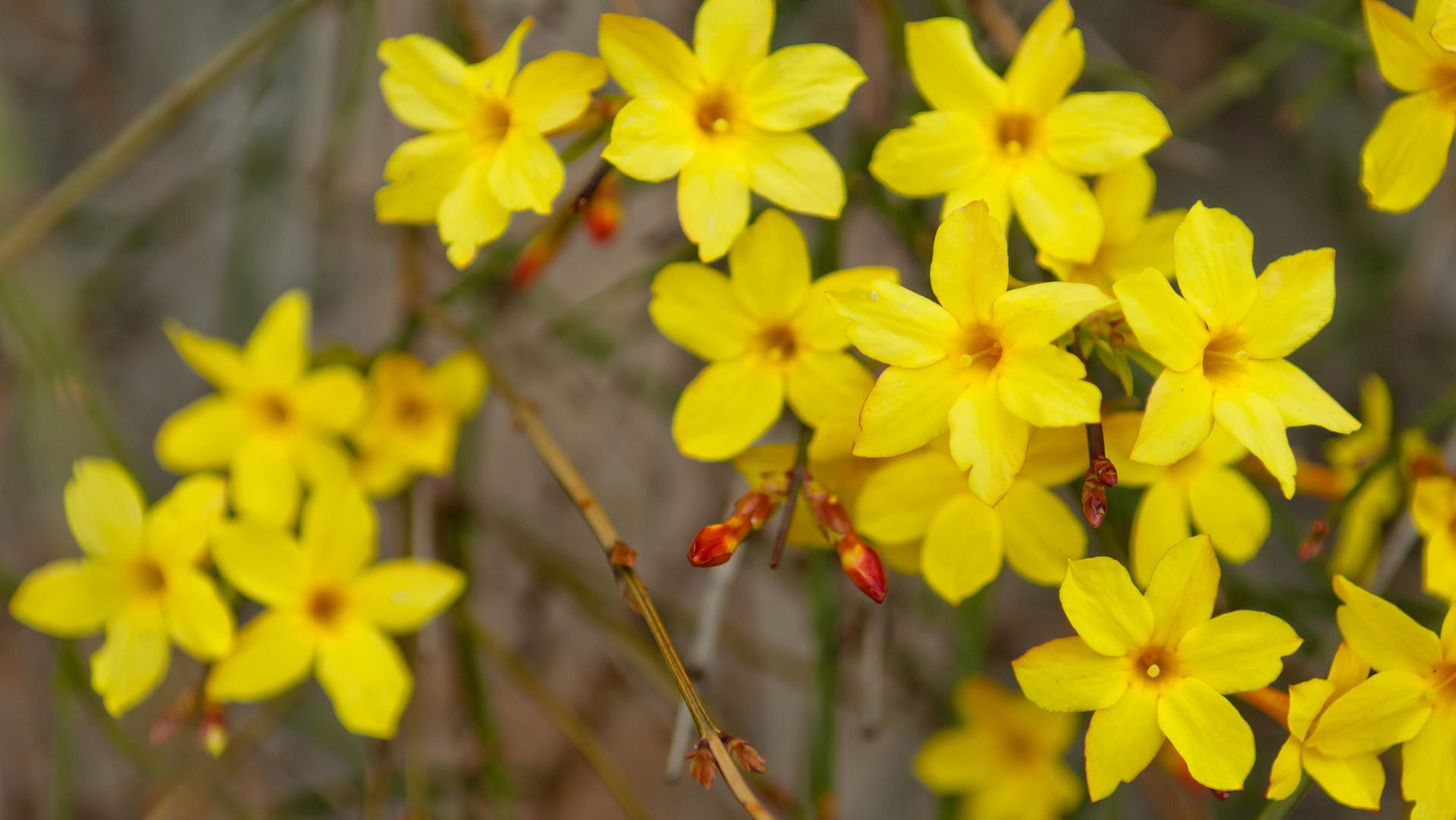 Winterjasmin: Der robuste Zierstrauch ist wenig anfällig für Krankheiten.