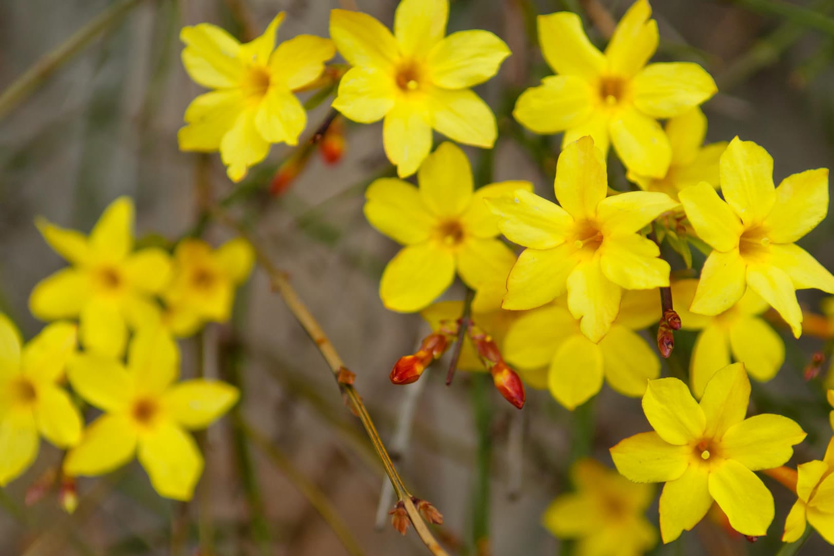 Winterjasmin: Der robuste Zierstrauch ist wenig anfällig für Krankheiten.