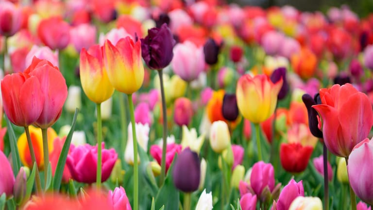 Tulpen: Während der Blütezeit sollten Sie die Blumen regelmäßig gießen, damit die Erde feucht bleibt.