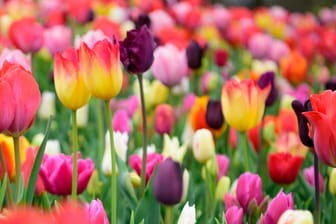 Tulpen: Während der Blütezeit sollten Sie die Blumen regelmäßig gießen, damit die Erde feucht bleibt.