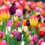 Tulpen pflegen: Tipps für Vase, Garten und Balkon 