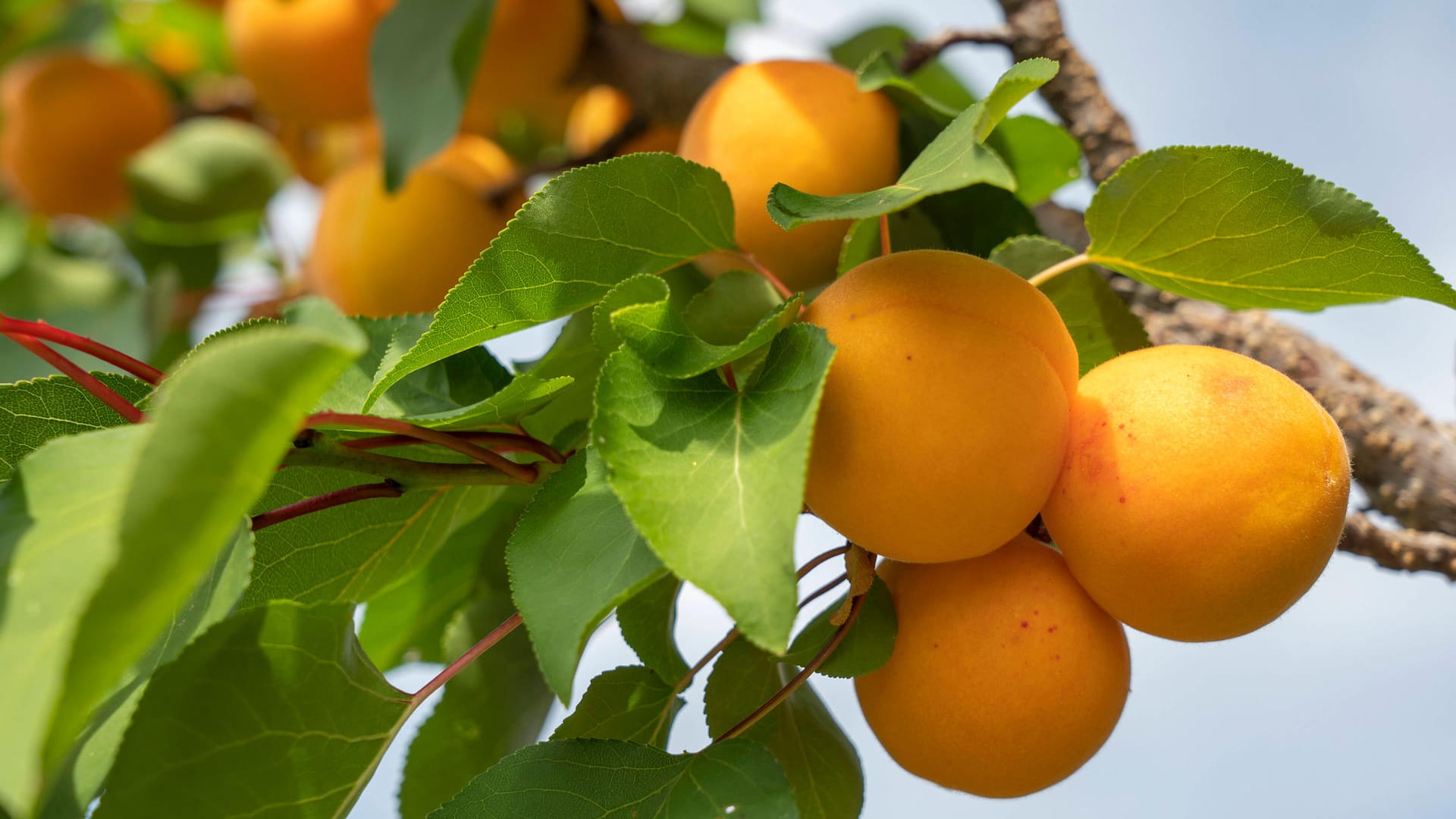 Aprikosenbaum: Er sollte sonnig, warm und windgeschützt stehen.