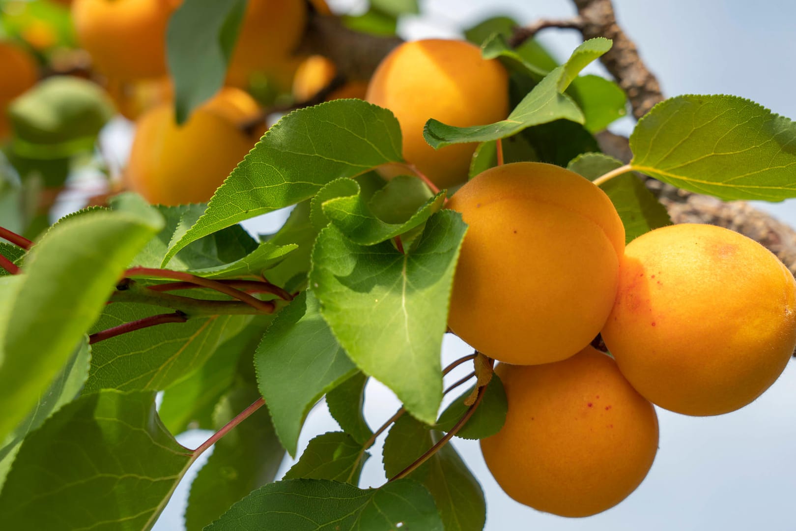 Aprikosenbaum: Er sollte sonnig, warm und windgeschützt stehen.