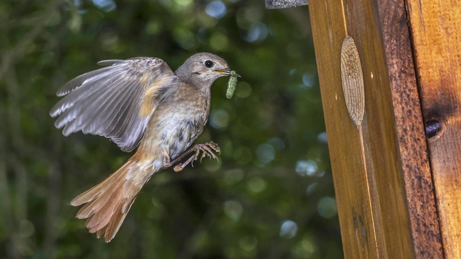 Gartenrotschwanz (Phoenicurus phoenicurus): Ein Weibchen fliegt mit Futter im Schnabel zum Nistkasten.