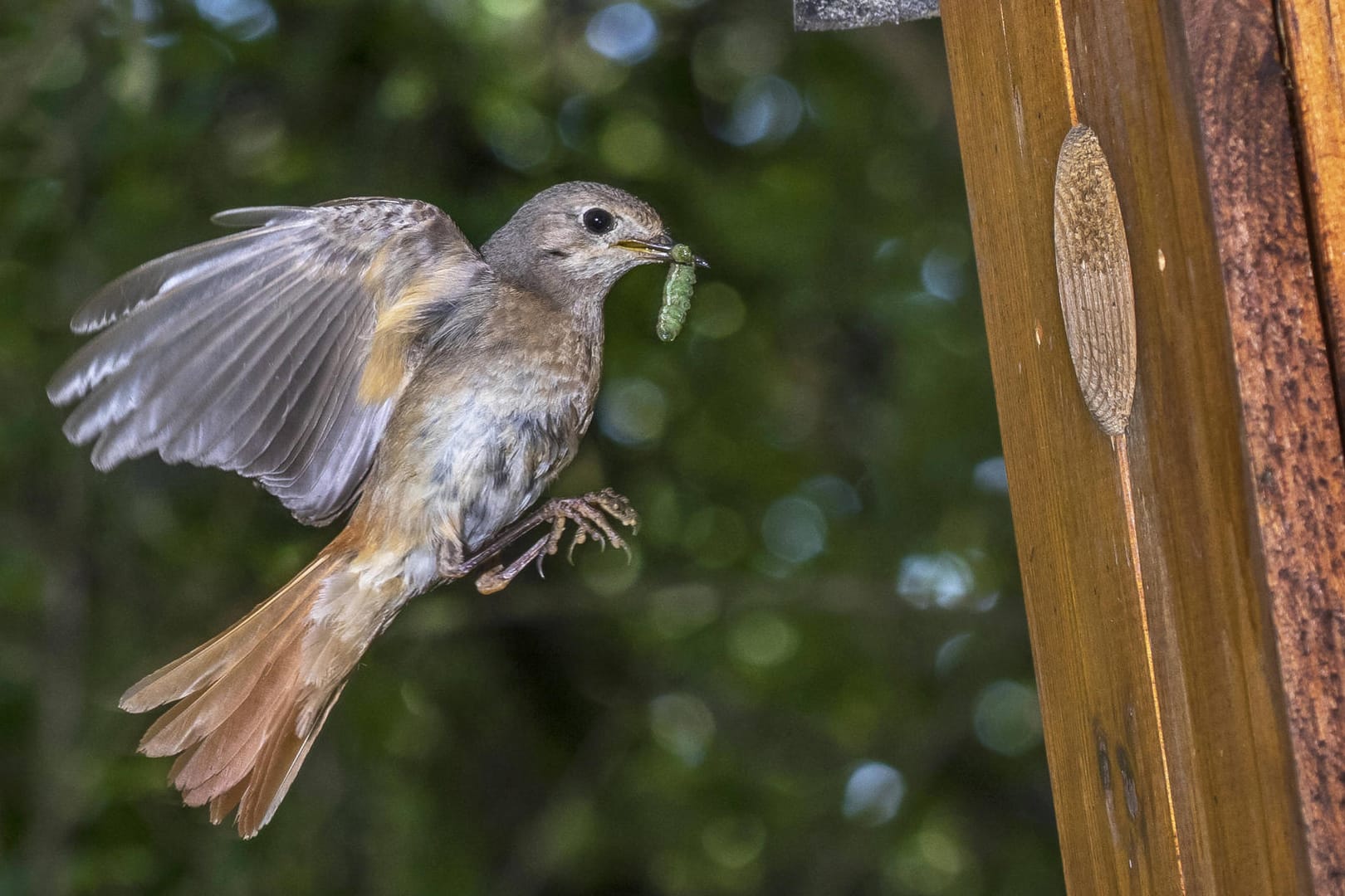 Gartenrotschwanz (Phoenicurus phoenicurus): Ein Weibchen fliegt mit Futter im Schnabel zum Nistkasten.