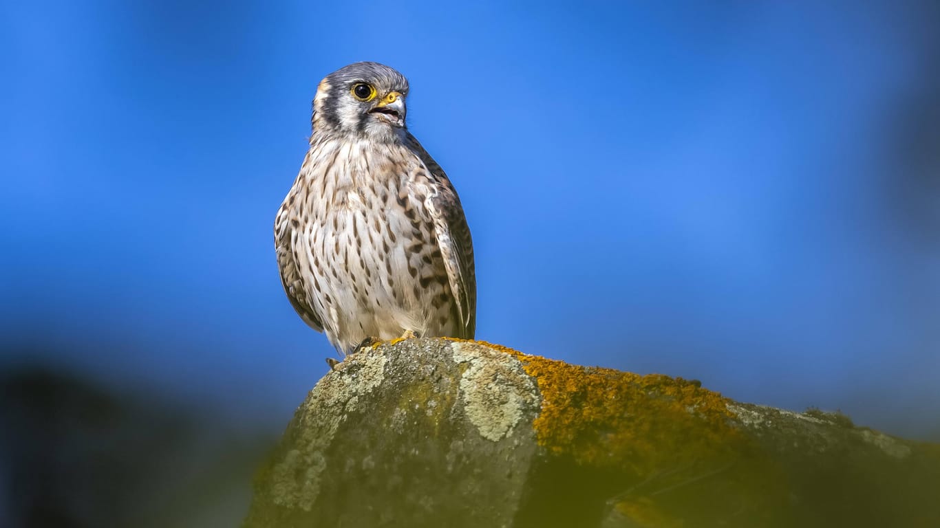 Amerikanischer Turmfalke (Falco sparverius): Ein Weibchen fotografiert in Belgien.