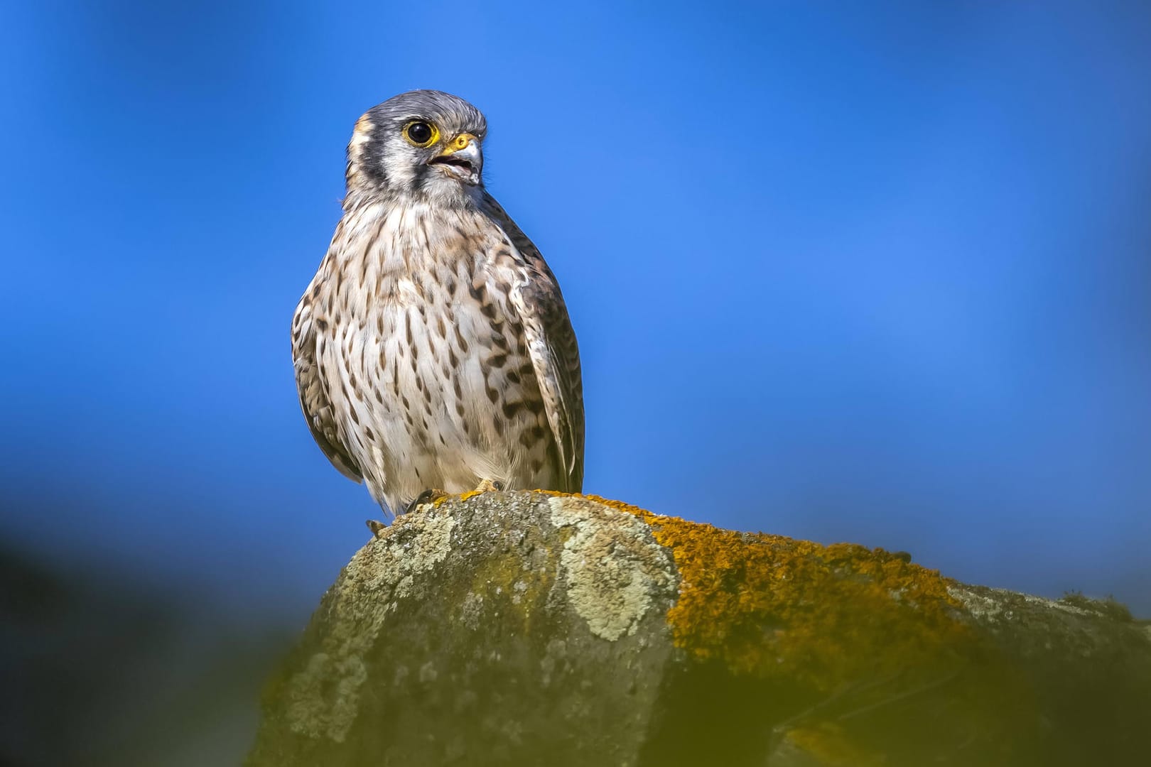 Amerikanischer Turmfalke (Falco sparverius): Ein Weibchen fotografiert in Belgien.