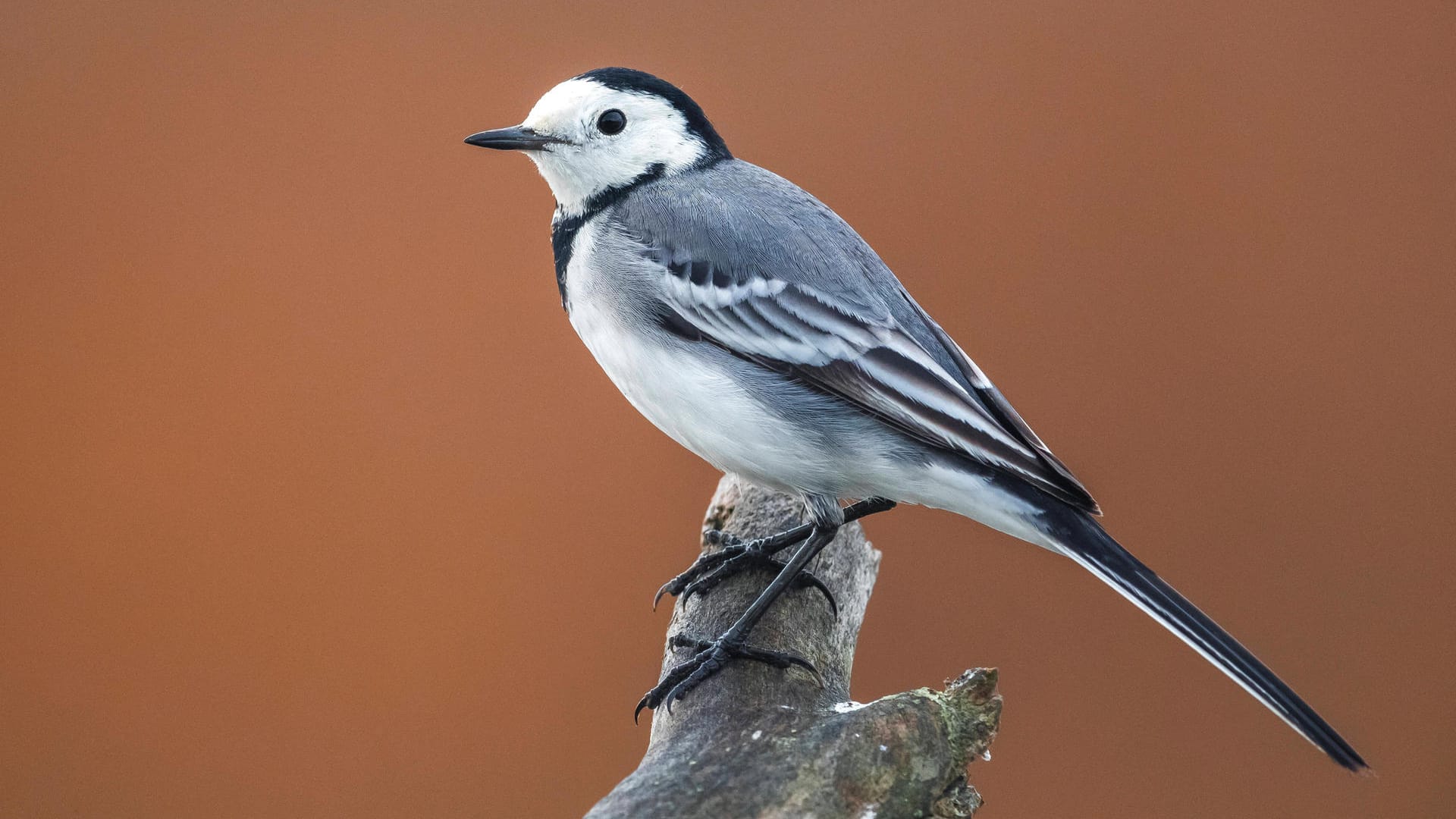 Bachstelze (Motacilla alba): Sie sitzt auf einem Ast.