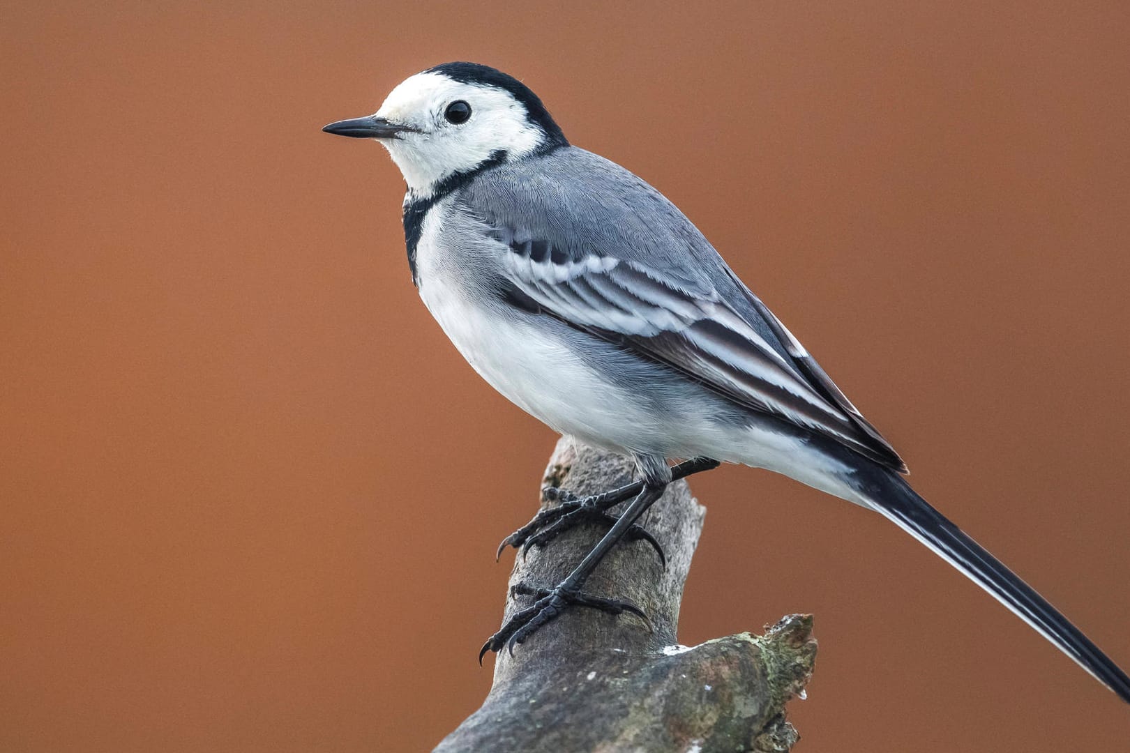 Bachstelze (Motacilla alba): Sie sitzt auf einem Ast.