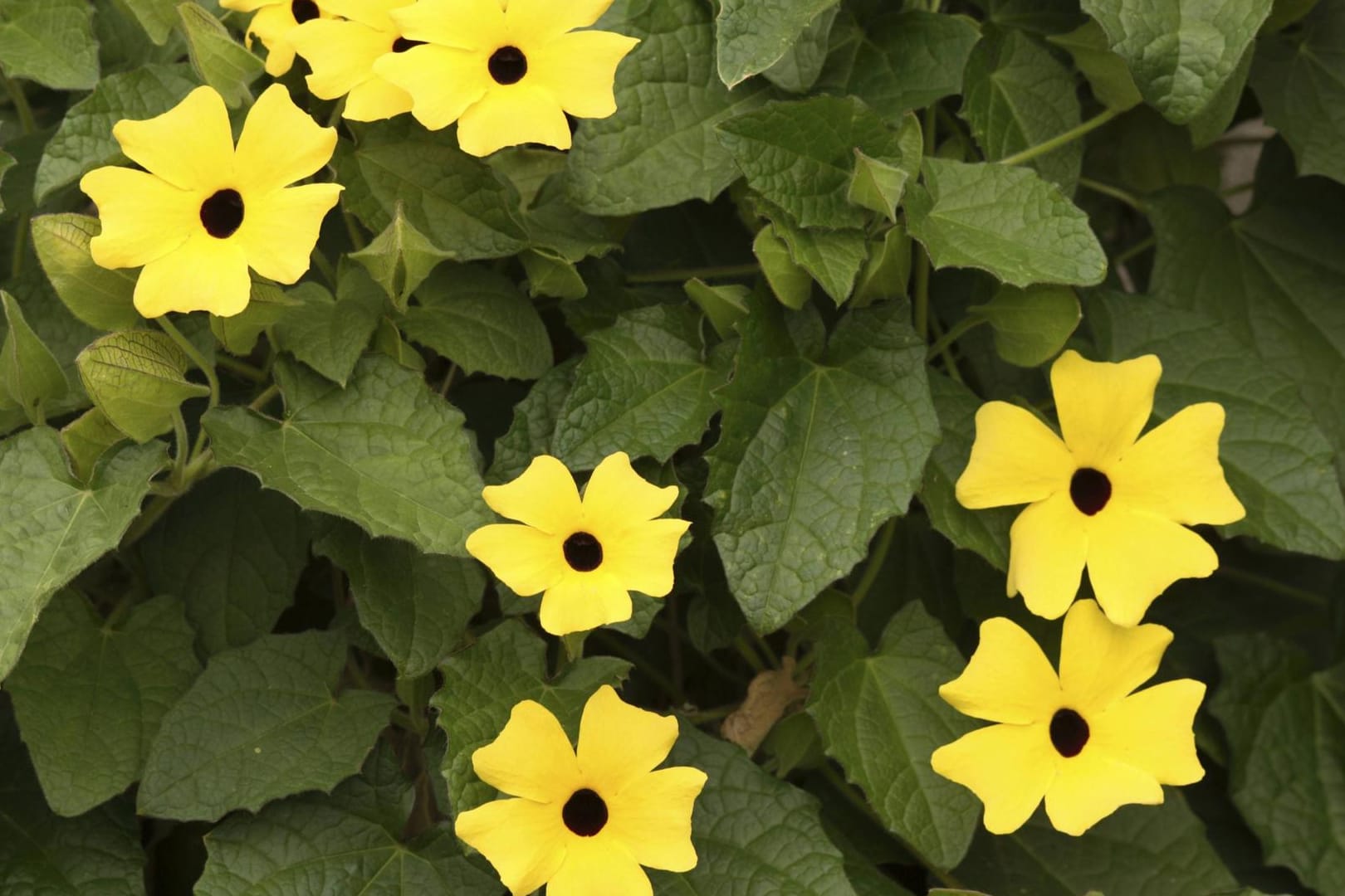 Schwarzäugige Susanne (Thunbergia alata): Sie zählt zu den beliebtesten Kletterpflanzen.