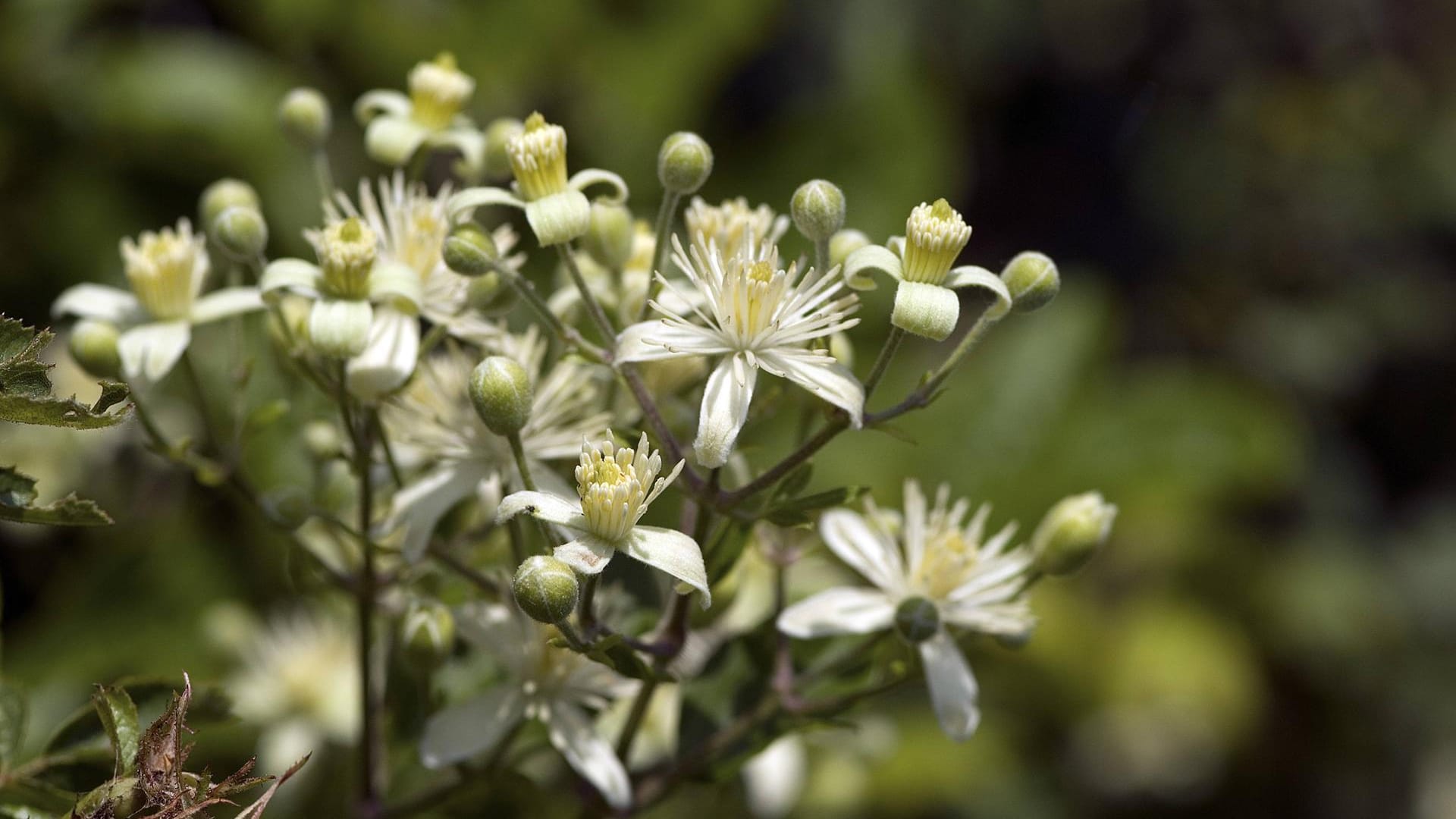 Gewöhnliche Waldrebe (Clematis vitalba): Sie gilt als wuchernde, anspruchslose Rankpflanze.