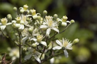 Gewöhnliche Waldrebe (Clematis vitalba): Sie gilt als wuchernde, anspruchslose Rankpflanze.