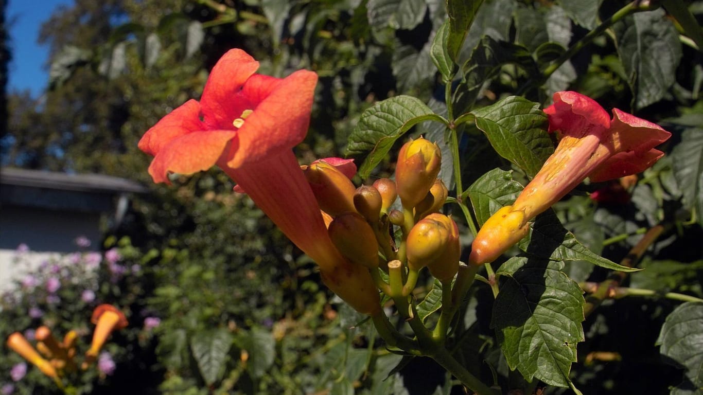 Klettertrompete (Campsis radicans): Die exotischen Blüten sind ihr Markenzeichen.