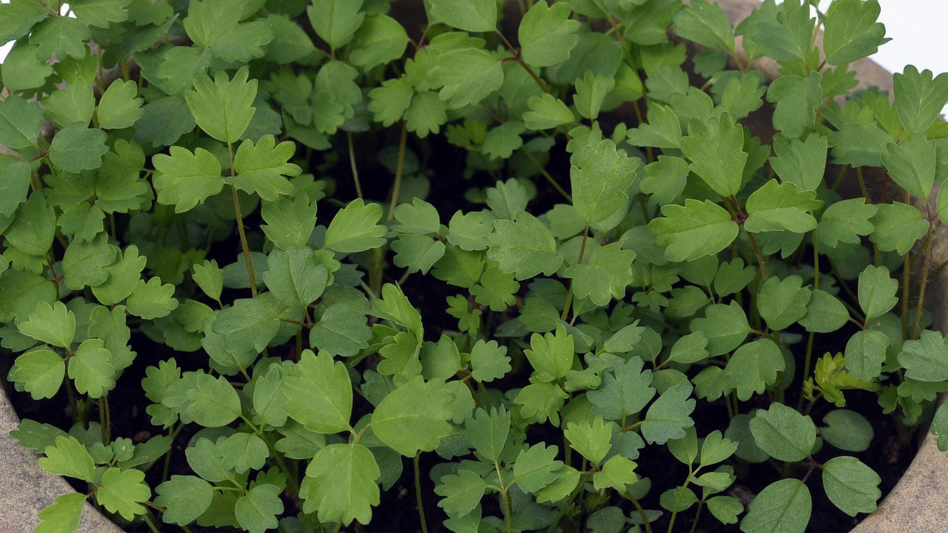 Pimpinelle (Sanguisorba minor): Das Küchenkraut ist weitgehend unbekannt.