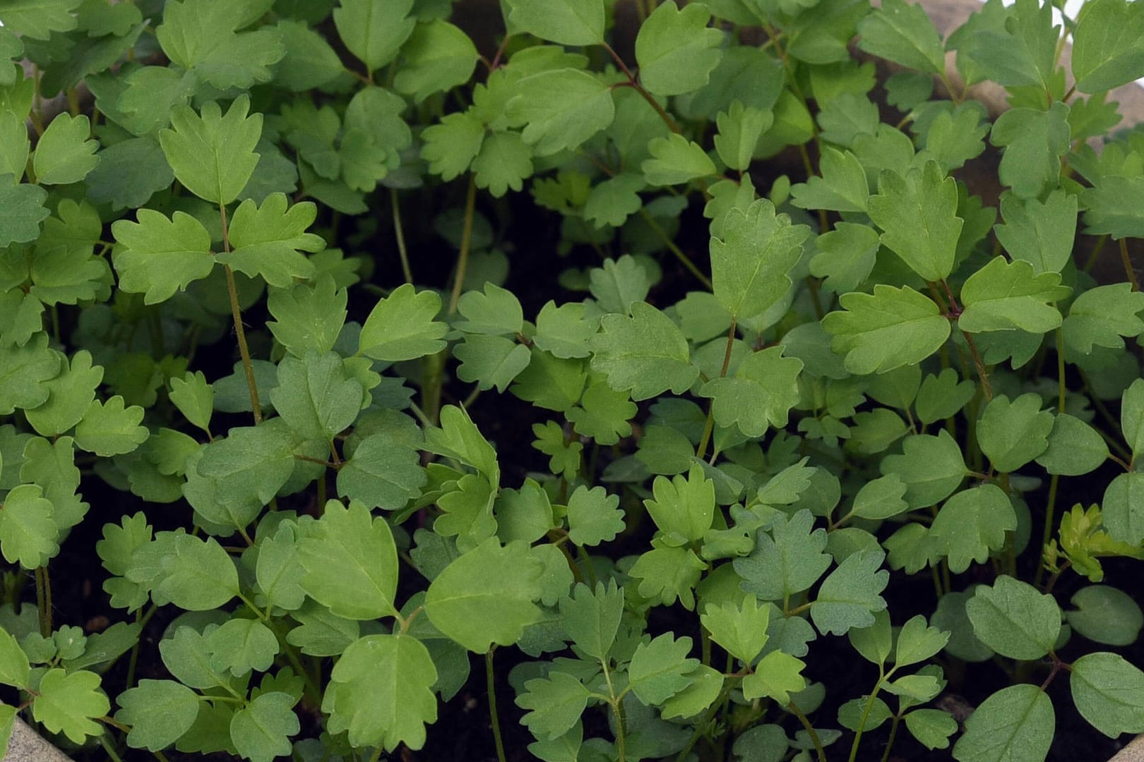 Pimpinelle (Sanguisorba minor): Das Küchenkraut ist weitgehend unbekannt.