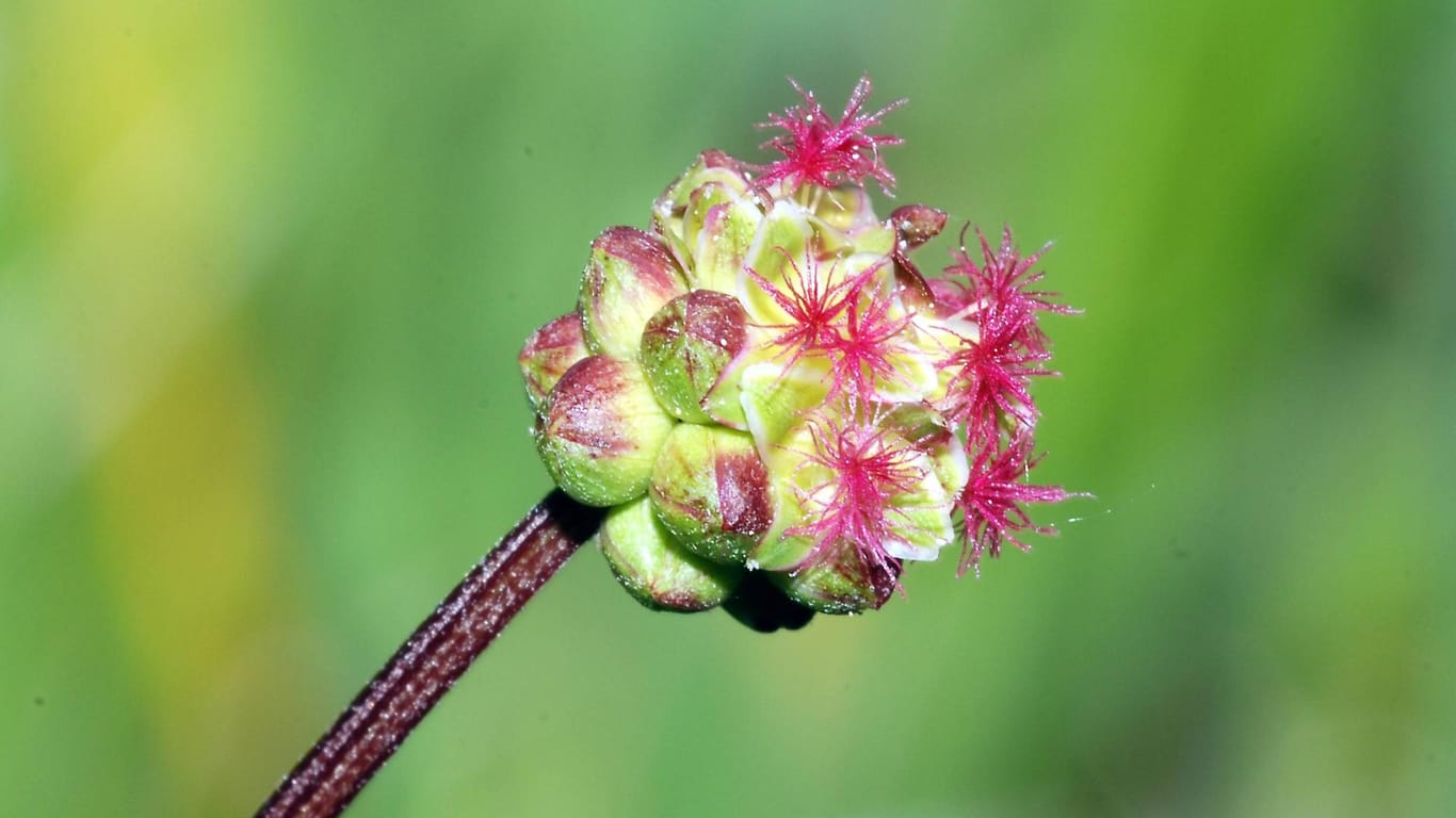 Pimpinelle (Sanguisorba minor): Sie bildet kugelförmige Blütenköpfe.