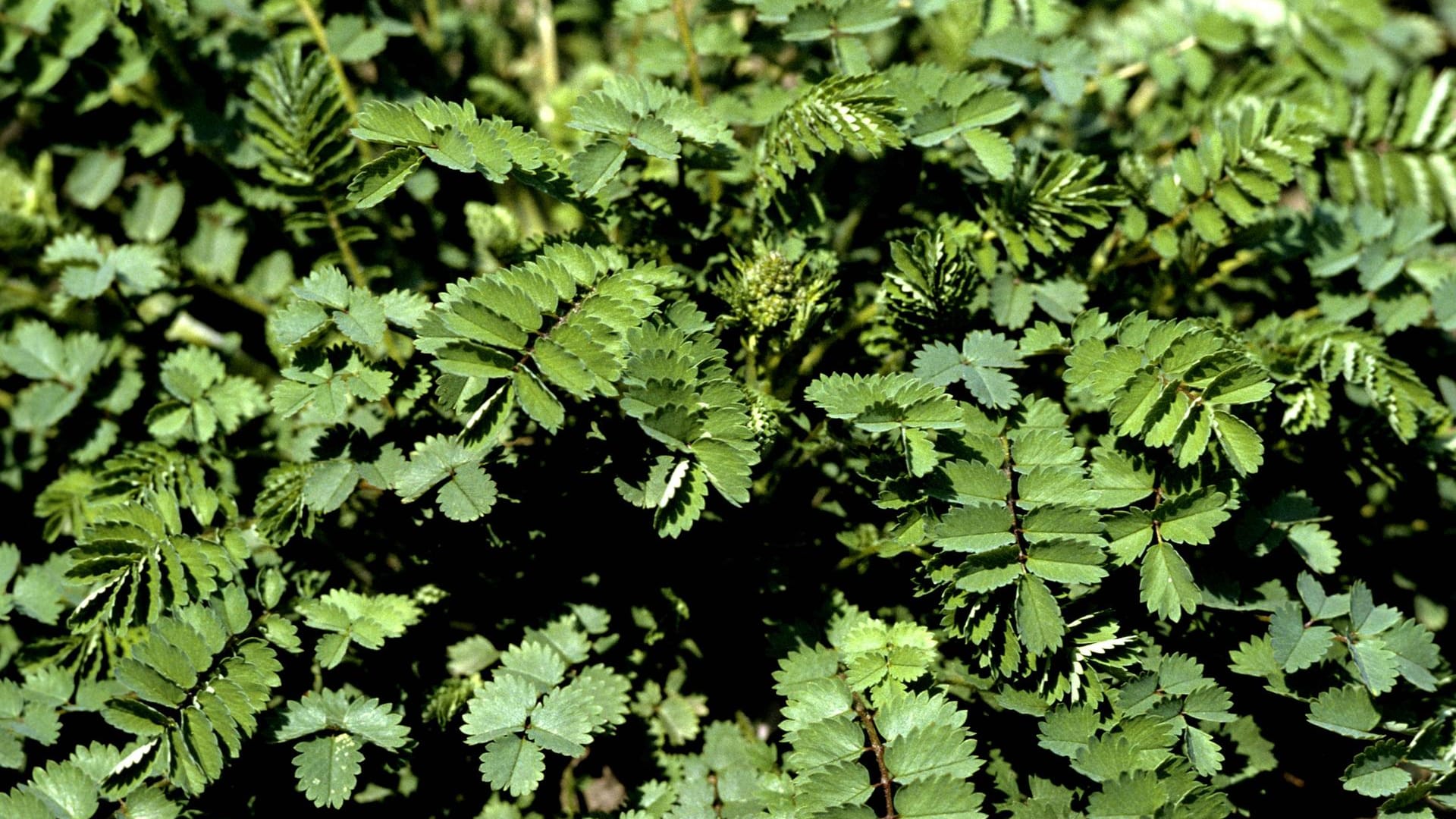 Pimpinelle (Sanguisorba minor): Sie bildet Blätter mit gesägten Rändern.