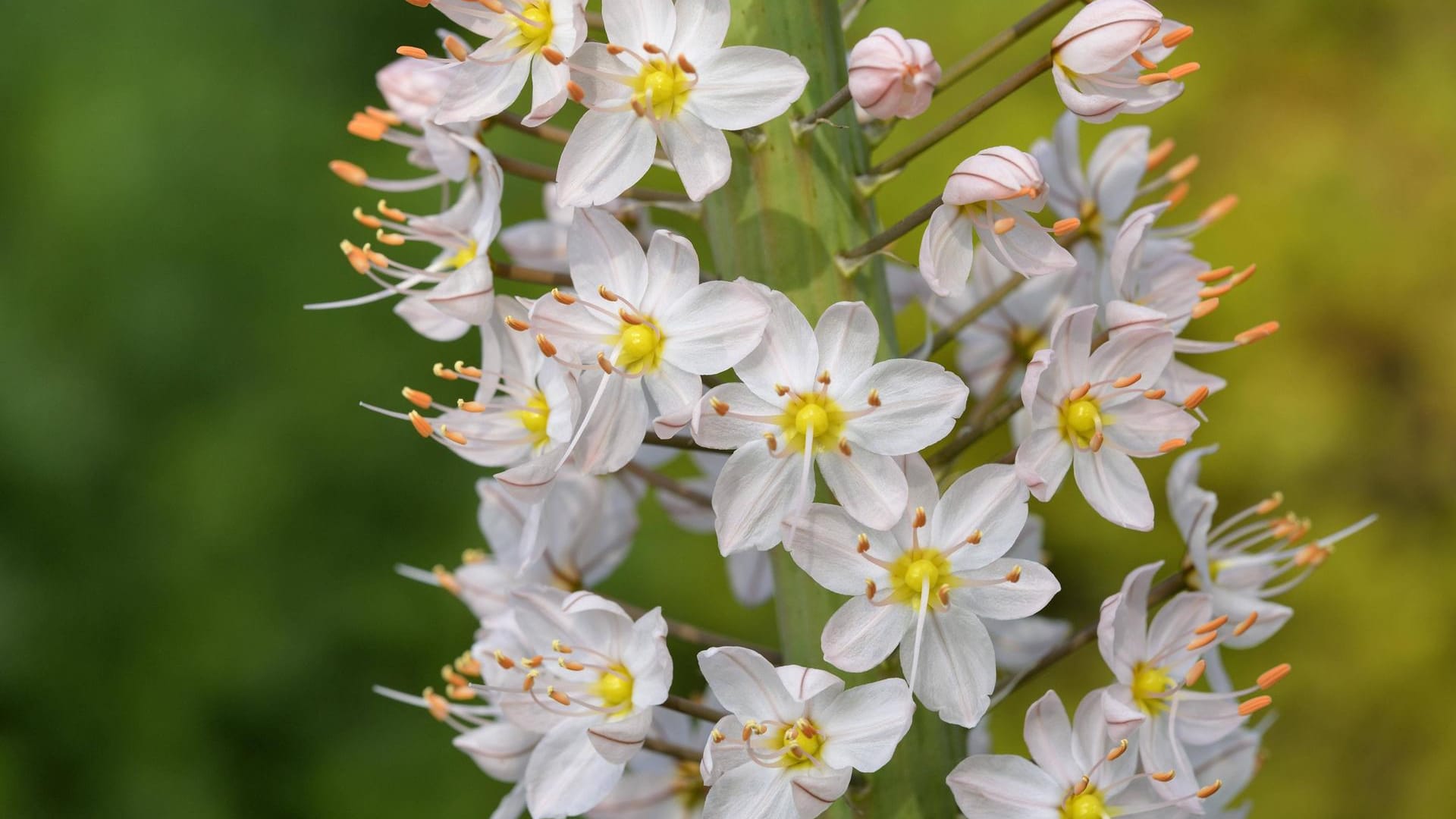 Riesen-Steppenkerze (Eremurus robustus): Sie mag einen sonnigen Standort.