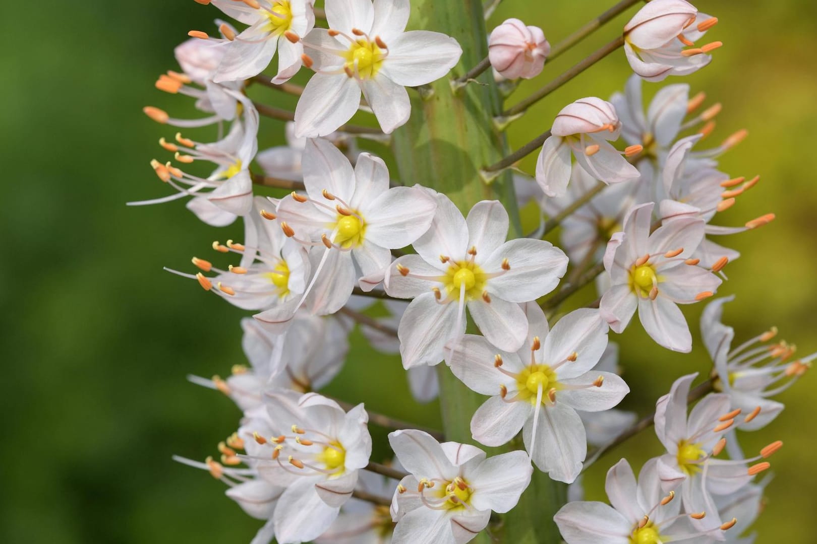 Riesen-Steppenkerze (Eremurus robustus): Sie mag einen sonnigen Standort.