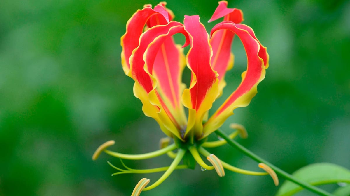Ruhmeskrone Liliengewächs mit majestätischen Blüten