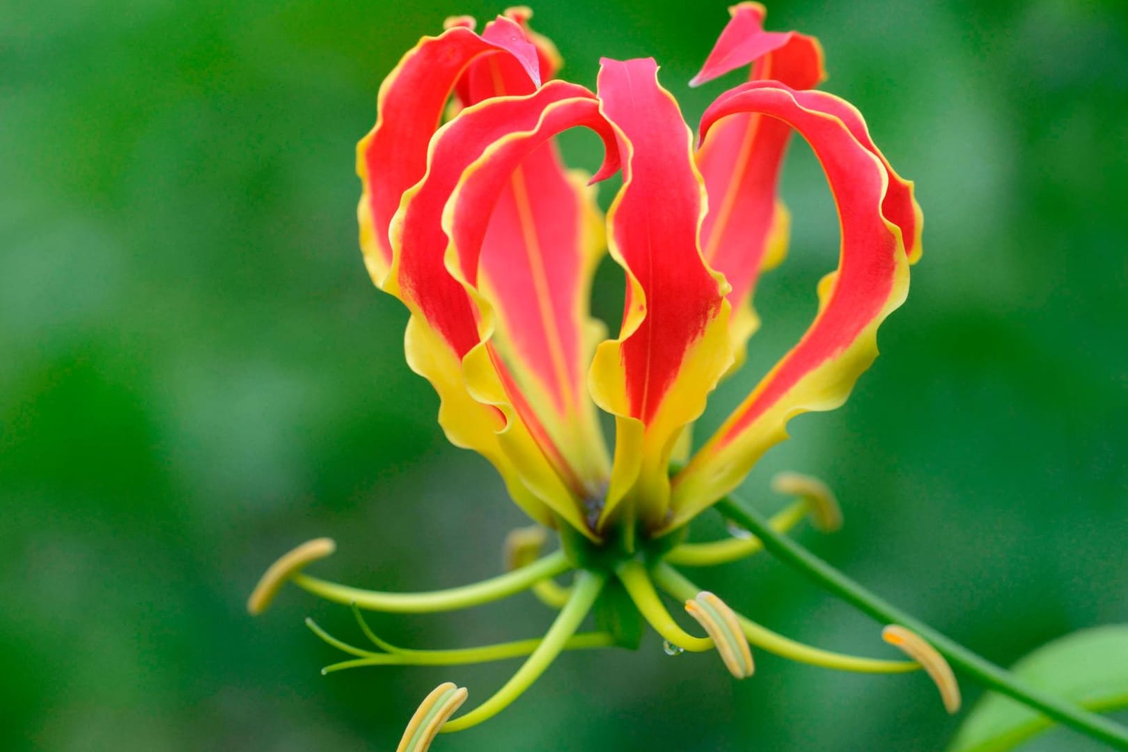 Ruhmeskrone (Gloriosa superba): Sie benötigt einen möglichst hellen Standort.