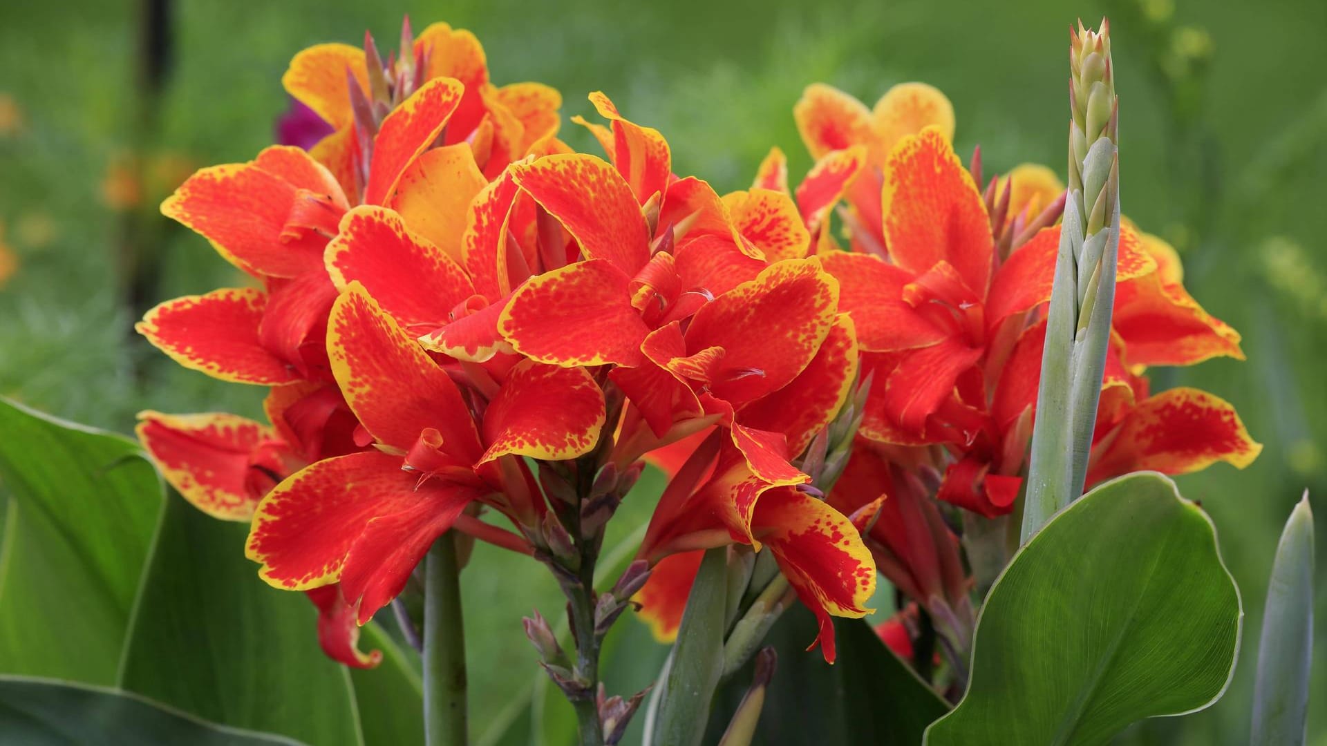 Indisches Blumenrohr (Canna indica): Sie benötigt einen möglichst hellen Standort.