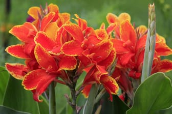 Indisches Blumenrohr (Canna indica): Sie benötigt einen möglichst hellen Standort.