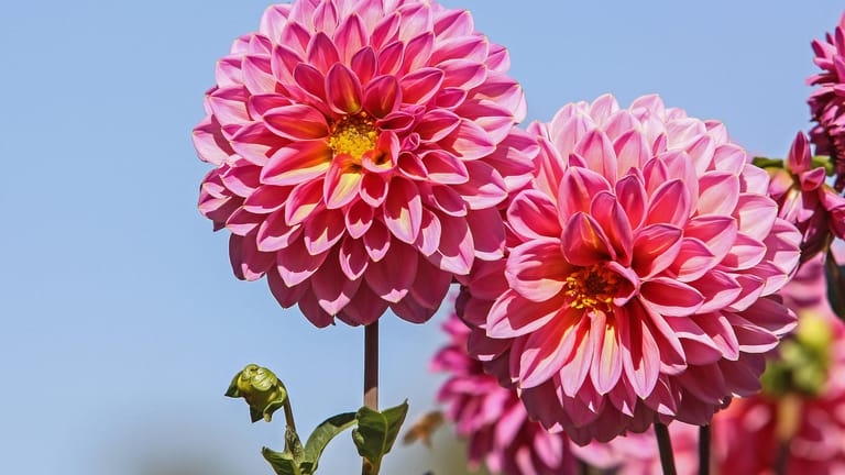 Dahlie (Dahlia): Sie gehört zu den beliebtesten Sommerzwiebelblumen.