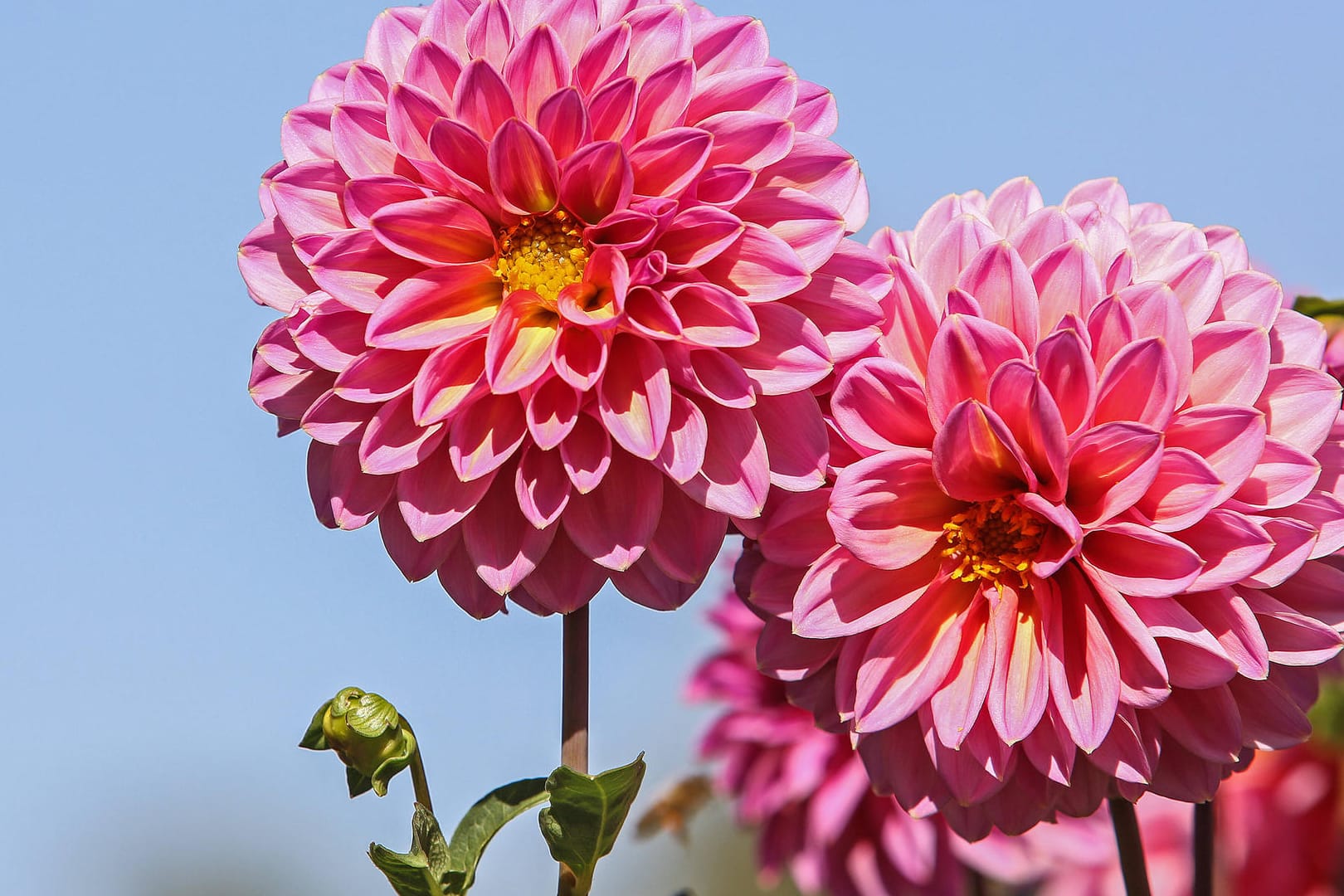 Dahlie (Dahlia): Sie gehört zu den beliebtesten Sommerzwiebelblumen.