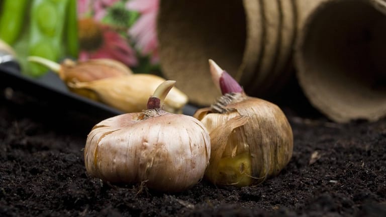 Gladiole (Gladiolus): Ihre Zwiebeln können auch in Töpfen vorgezüchtet werden.